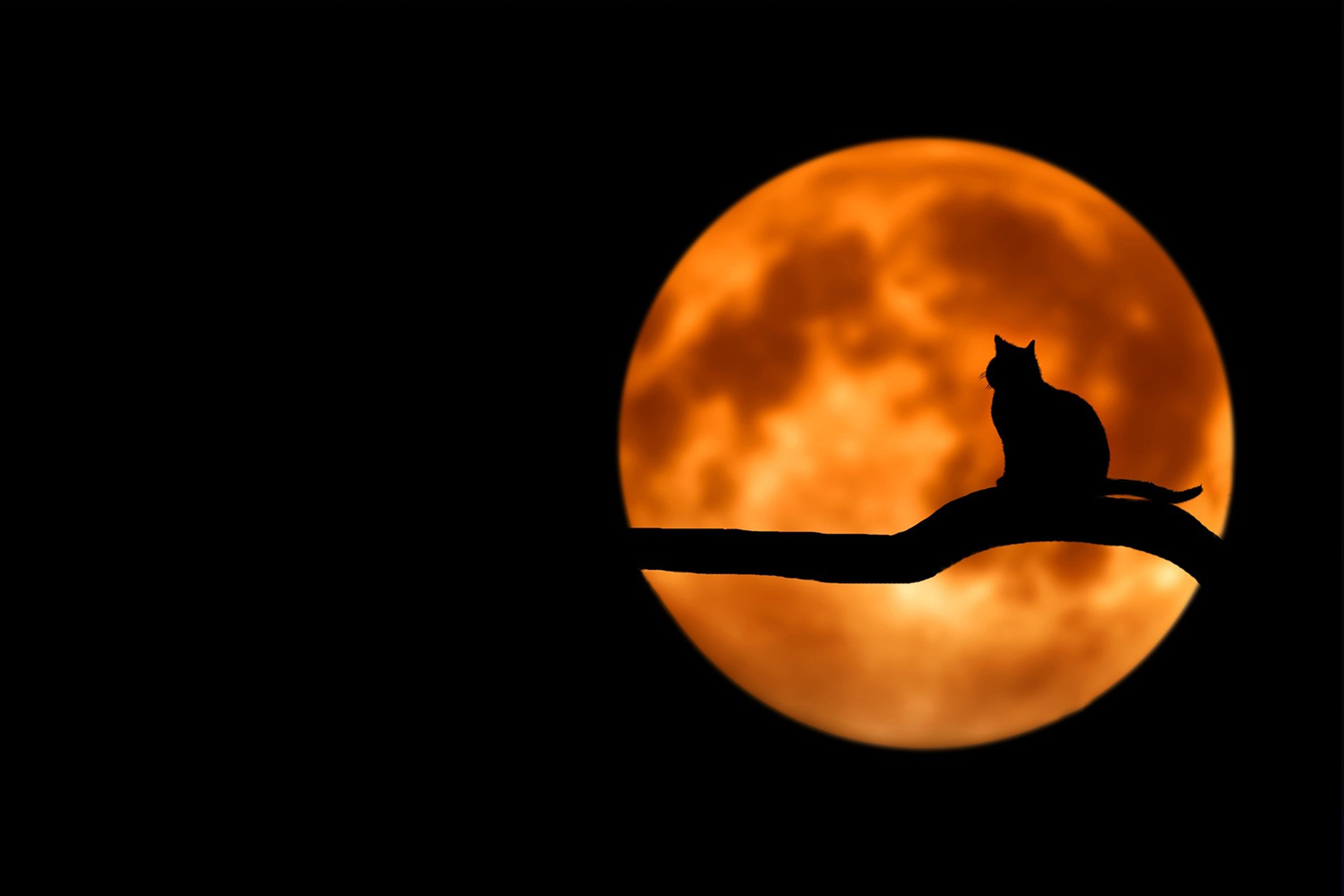 silhouette of a cat backlight by an orange full moon