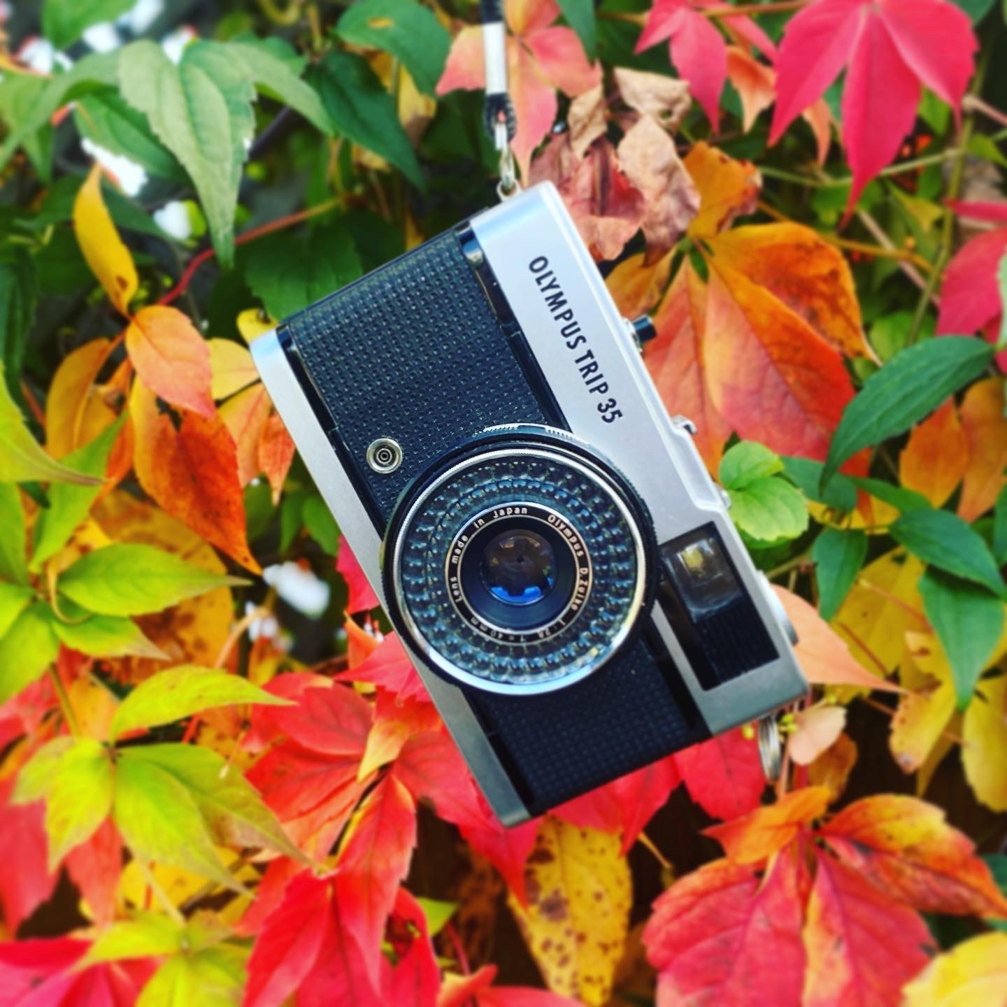 Olympus trip 35 with autumnal background