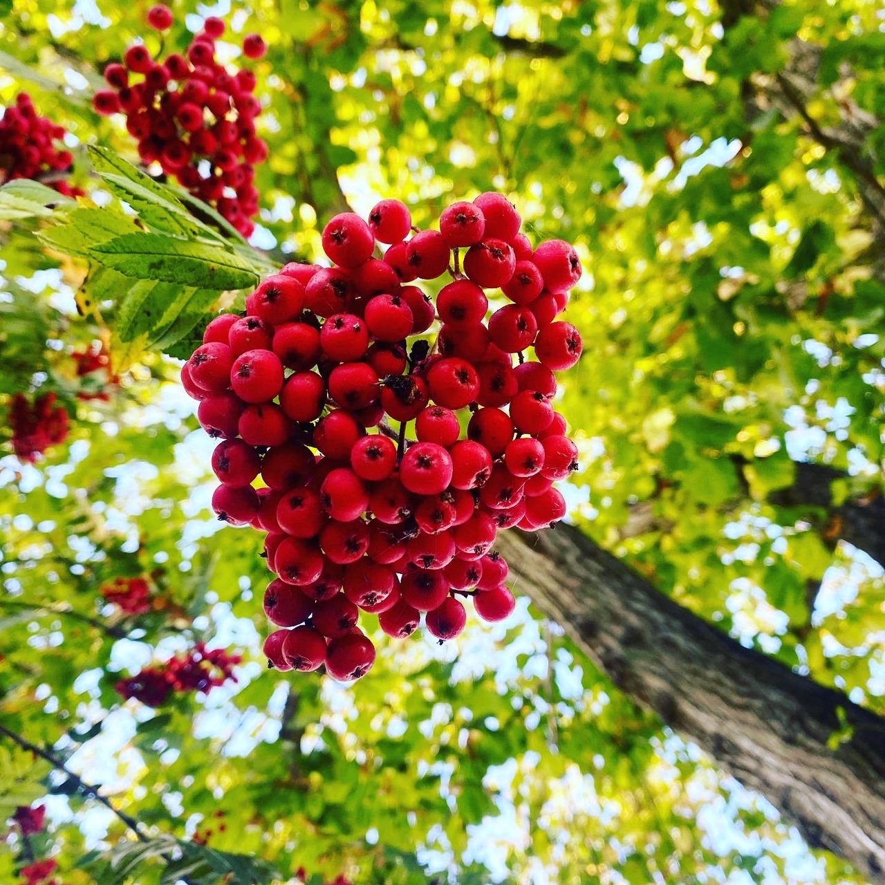 berrys in a tree taken on a Olympus Trip 35 35mm film camera.